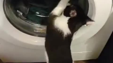 Cat Scratches Washing Machine Glass While Clothes Whirl Inside It