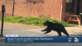 Bear cub spotted in Frederick