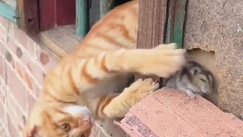 Funny Cat Videos #cat #funny cats #pets #funny pets #shorts 2024