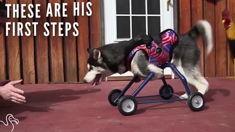 Dog Whose Legs Don't Work Takes His First Steps With A Wheelchair