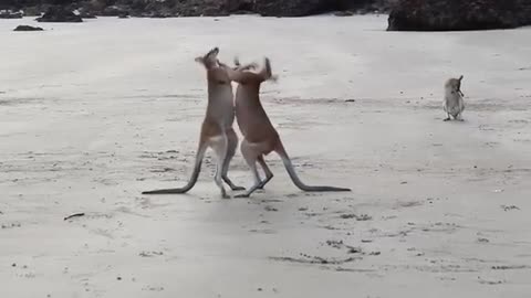 Two kangaroo are fighting on the beach sides..🤯