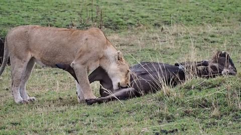 Lioness eating a wildebeest