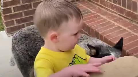 Protective pup protects toddler every step of the way l GMA