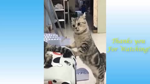 Try Not to Laugh at these Cat Videos!