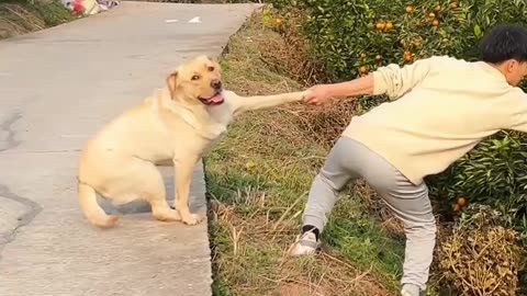 Dog and funny video