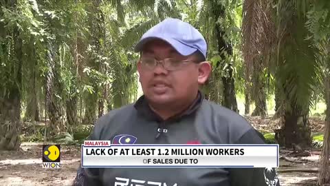 Malaysia faces severe labour crisis, palm fruit industry among the worst hit | World News | WION