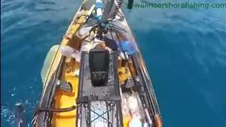 Tiger shark attacks boat