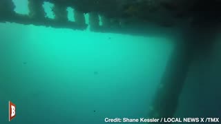 CREEPY! Massive Seaweed Blob Floats over Divers Off Coast of Louisiana