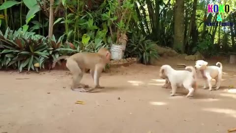 Cute Baby Monkey Having Fun With His Puppy Friend