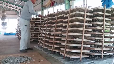 How Japanese Farming Million of SilkWorm for silk - Silk cocoon harvest and process in Factory