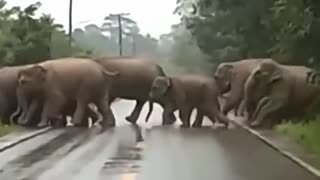 Smartest elephant
