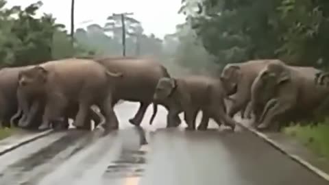 Smartest elephant