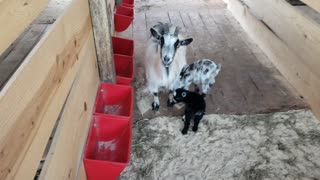 Baby goats