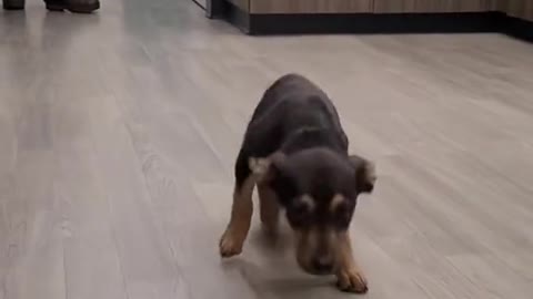 Naughty Dog Dancing as Master Sing Up