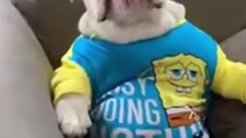 Funny Dogs 🐽 _ Try Not To Laugh 🎩 _ Funny Animals Life 🐂