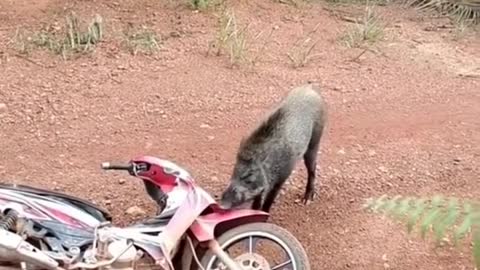 pakai motor jumpah babi hutan ujung naik pohon sawit 😅😅
