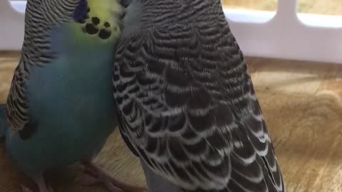 Budgies meet for the first time