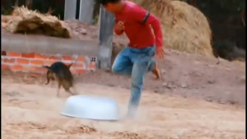 Dogs funny video 😂😜 try not to laugh #dogfunnyvideos #funnydog