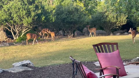 Rescued deer doesn’t like it’s own kind