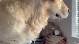 Golden Retriever Only Responds To Chicken