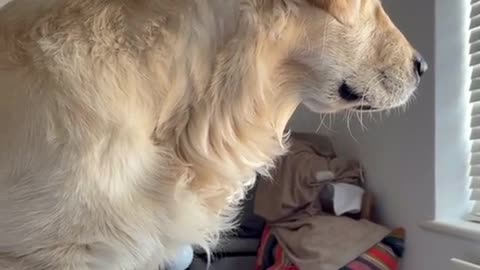 Golden Retriever Only Responds To Chicken