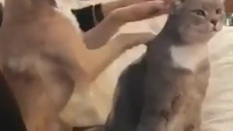 how a dog petting a cat in a sweet way