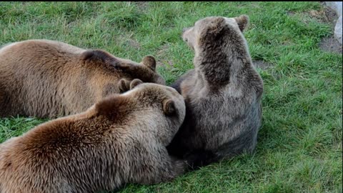 Bears/Types of Bears/is bears are friendly for humans