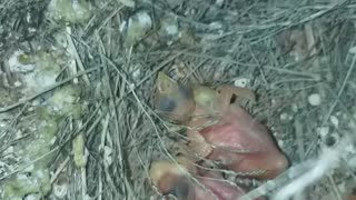 Beternak Emprit Jepang Untuk Mengisi Waktu Luang || Breeding society finch