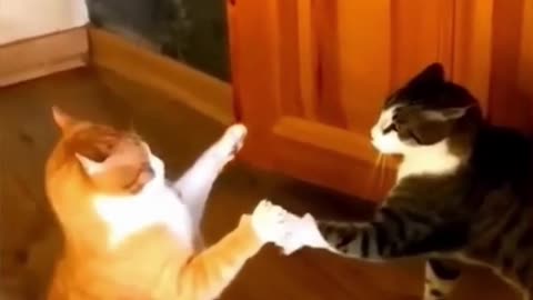 funny cats videos 2023 that looks like fight with other in home