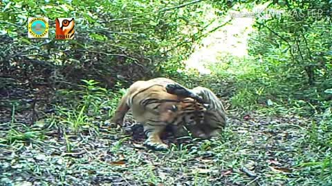 Harimau di hutan, ngapain aja ya___