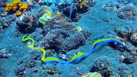 I met a beautiful sea eel swimming. the beauty of nature