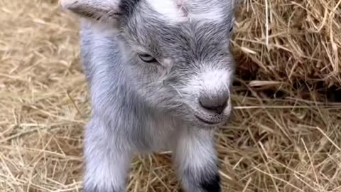Baby sheeps 🐑 doing fun 👀😅🐑
