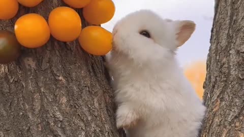 Cute bunny 🐰 Cute rabbit