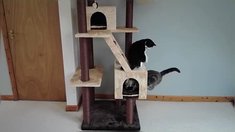 Cats & Kitten React To New Cat Tree