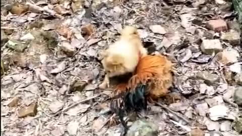 Chicken VS Dog Fight Funny Dog Fight 1