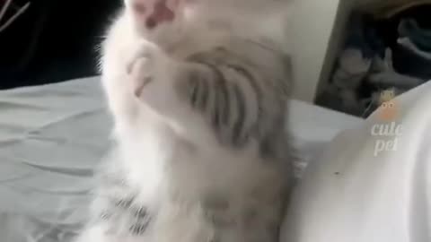 Funny kittens