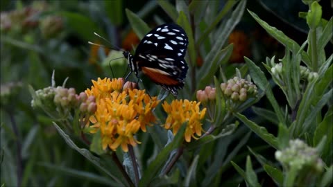 The Majestic Beauty of Butterflies: Discovering the Colors and Patterns of Nature's Winged Wonders