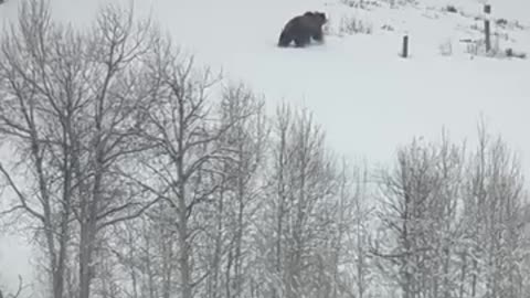 First Grizzly Of 2024 In Jackson Hole Area — Elk Raven Photography