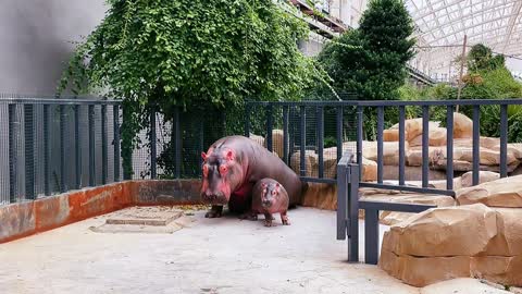 Animal World Hippopotamus