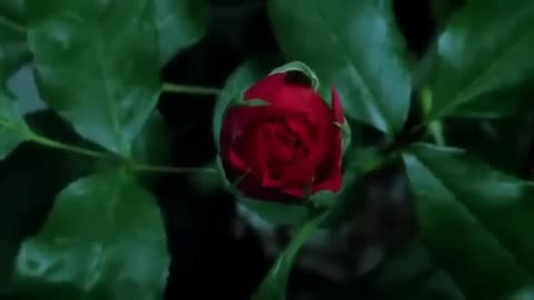 Nature whats app status video of beautiful flowers