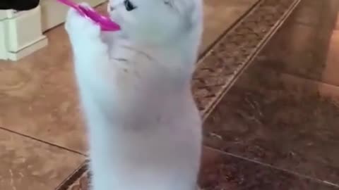 funny animal video