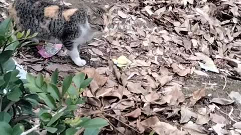 Cute And Friendly Cat 🐈 Video By Kingdom of Awais