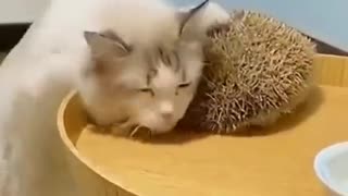 Cat is Self-Grooming Using Hedgehog's Pricks!