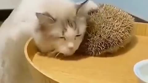 Cat is Self-Grooming Using Hedgehog's Pricks!