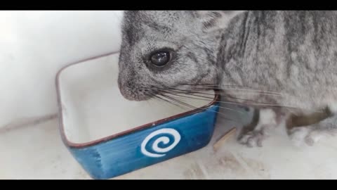 Chinchillas drink water rumble