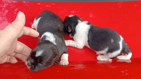 Black and white Shih Tzu pups 2023