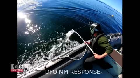 Rescue Team Tries to Free Tangled Humpback Whale
