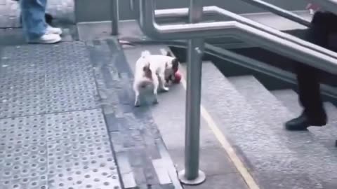 This dog knows how to have fun