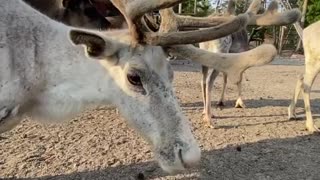 My personal reindeer farm in Russia