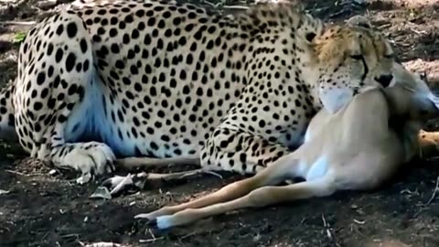 Cheetah trains its cub